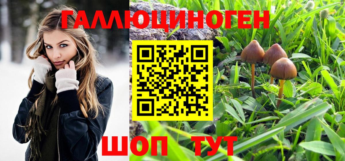 Псилоцибиновые грибы Psilocybine cubensis Кохма